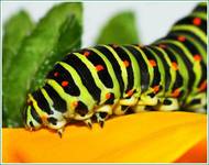 Papilio machaon