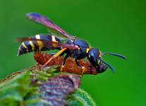 CIASNO POD SZYJĄ - KLACANKA (Polistes spp)