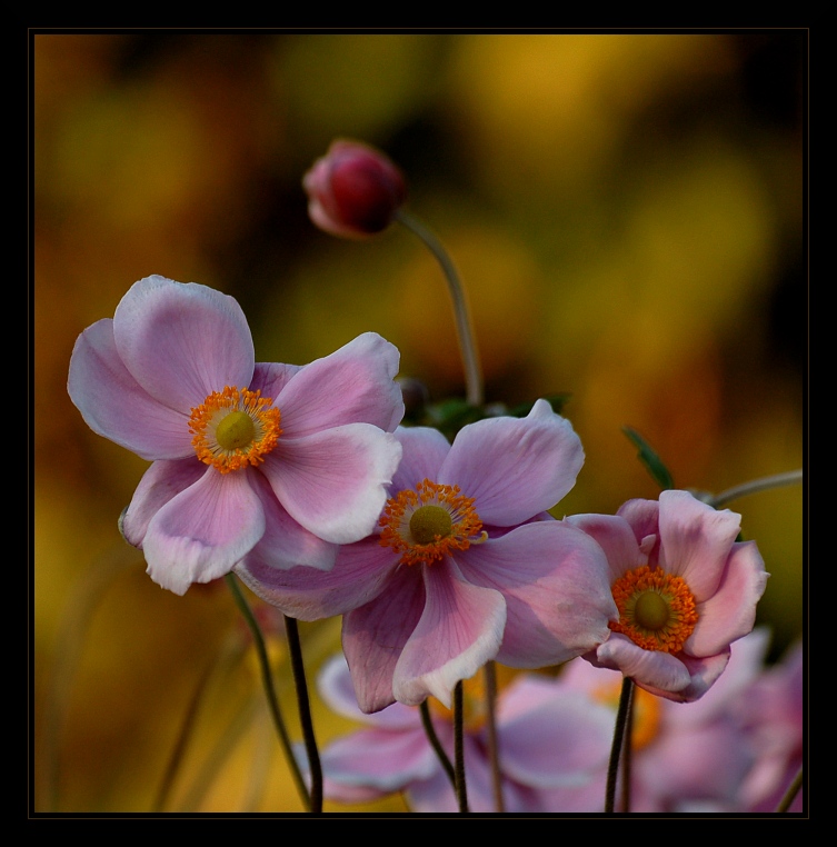 Zawilec japoński - Anemone hupehensis var. japonica