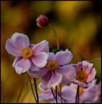 Zawilec japoński - Anemone hupehensis var. japonica