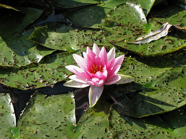 Lilia wodna - grzybień (nymphaea)