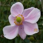 031. Anemone hybrida