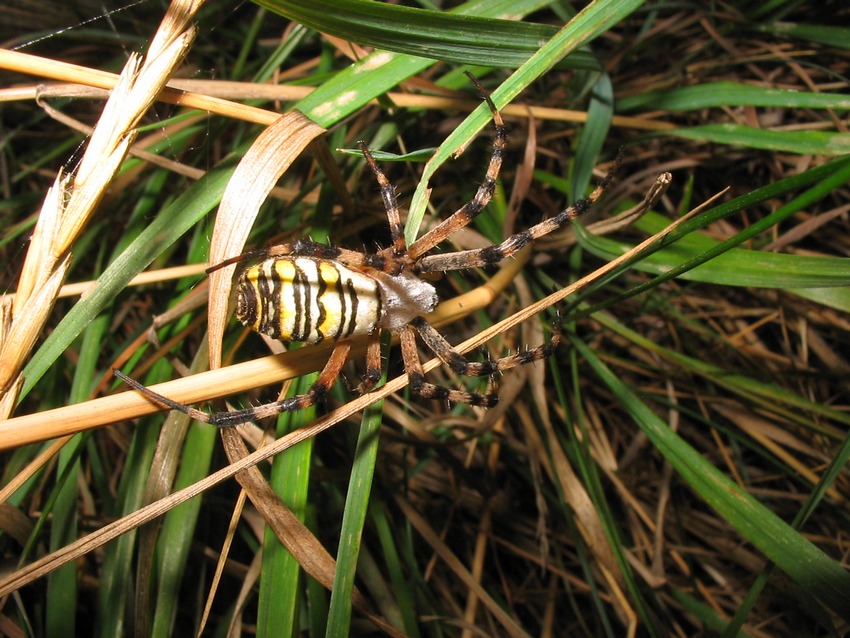 Argiope bruennichi