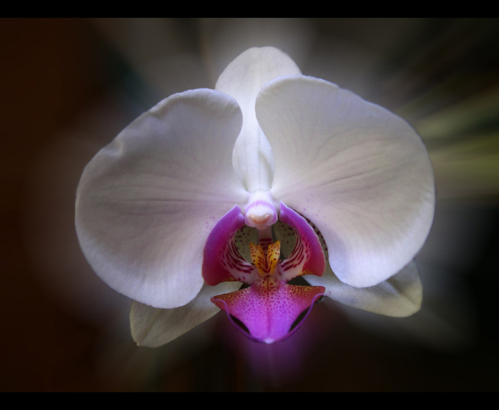 Orchidea