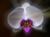 Orchidea