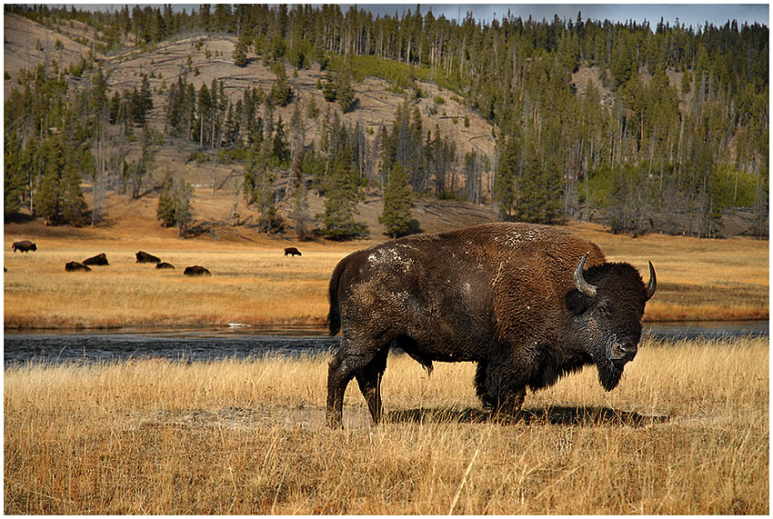 Bison bison