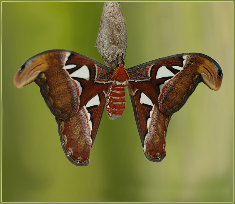 Attacus atlas-jest najwiekszym motylem swiata ...jego rozpiętość skrzydeł sięga 30 cm...pochodzi z Indonezji ...