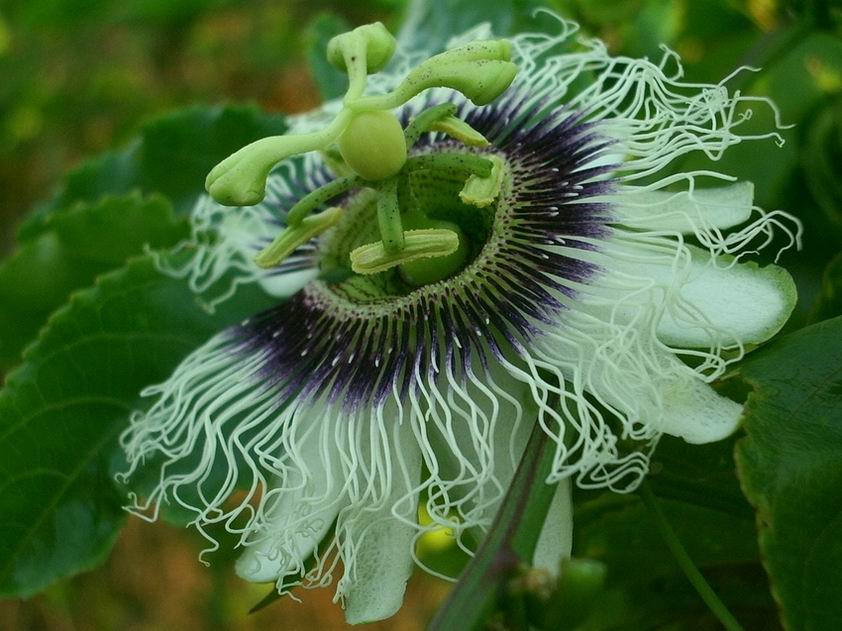 passion fruit flower