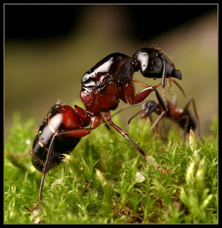 królowa Camponotus lingiperda