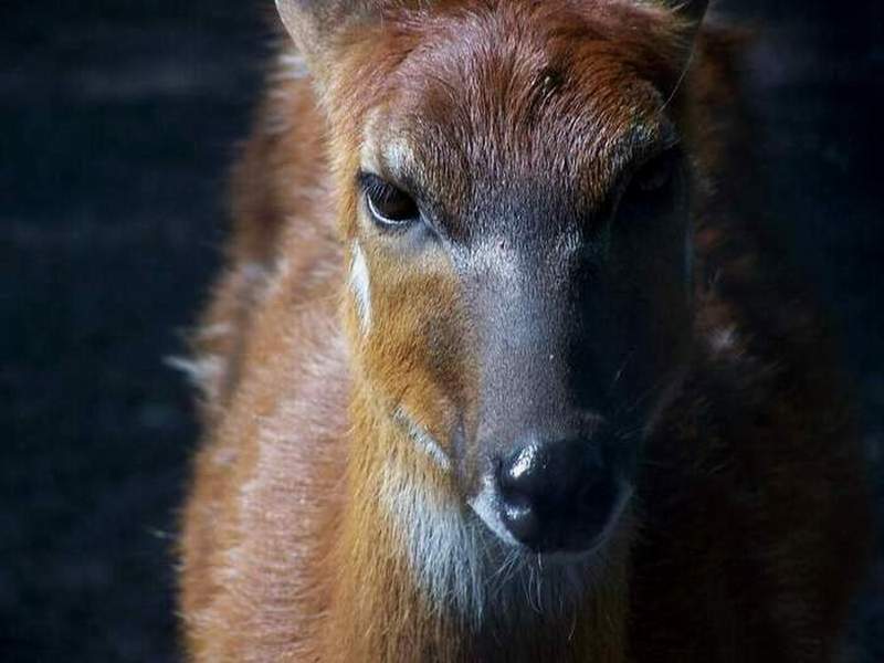 Poznańskie Zoo