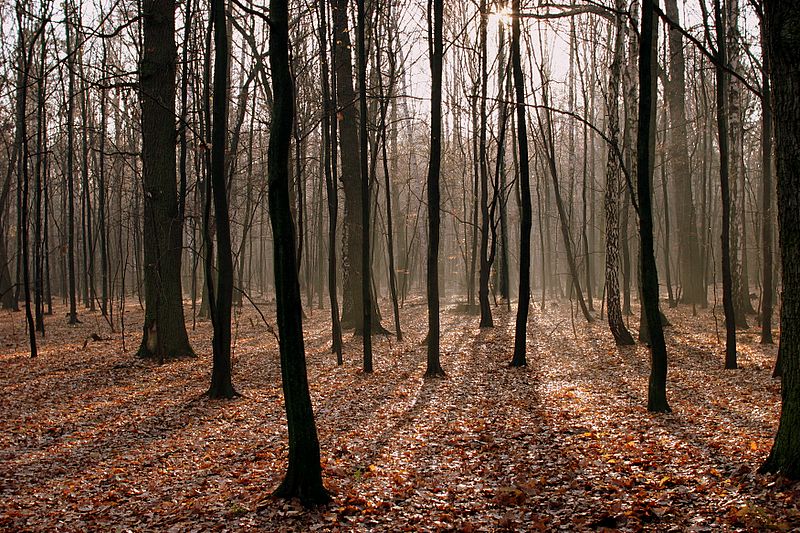 Jesień na Kabatach w Warszawie