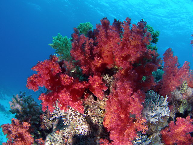 soft coral