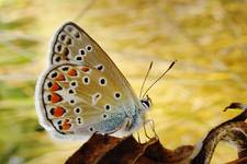 Lycaena dispar