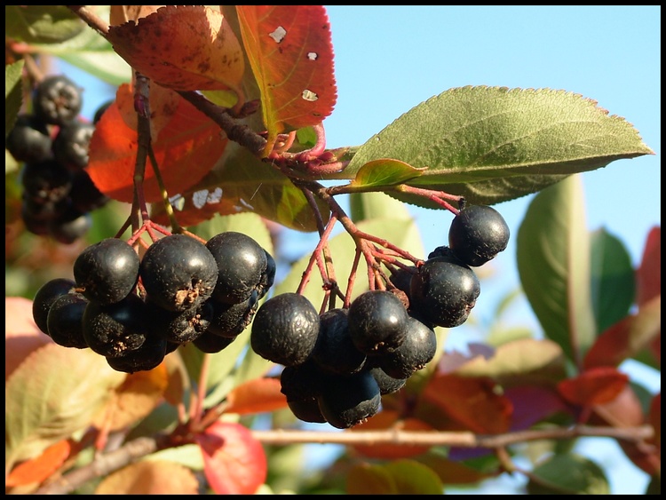 *Aronia*