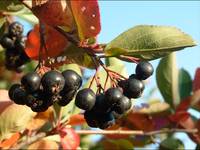 *Aronia*