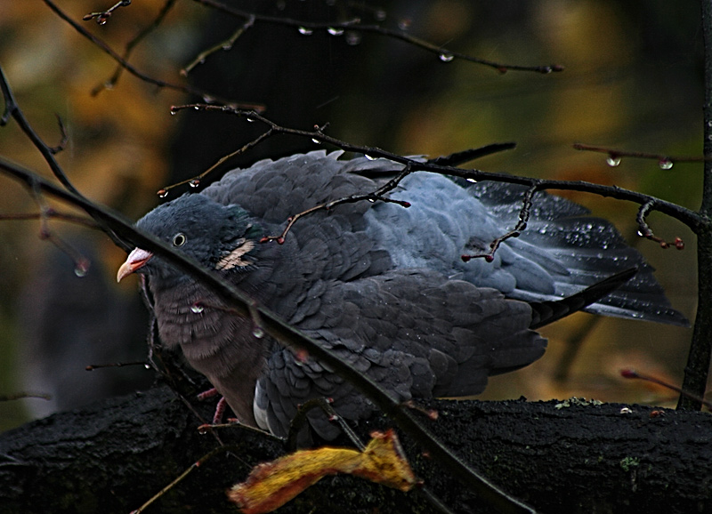 jesienna kąpiel