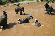 Washing The Elephants II