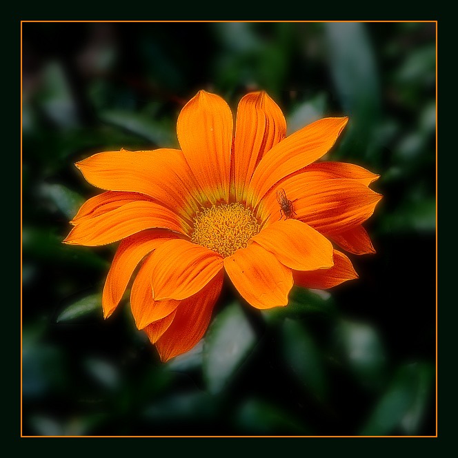 Gazania