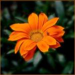 Gazania