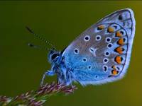 Motyl