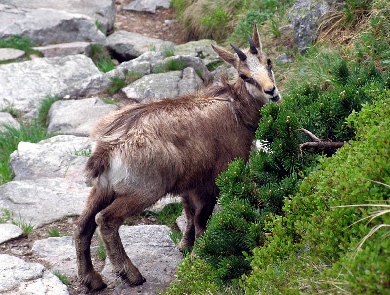 Aqarius