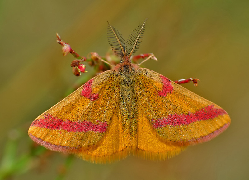 SUDANEK PURPUREK (Lynthria purpurata)