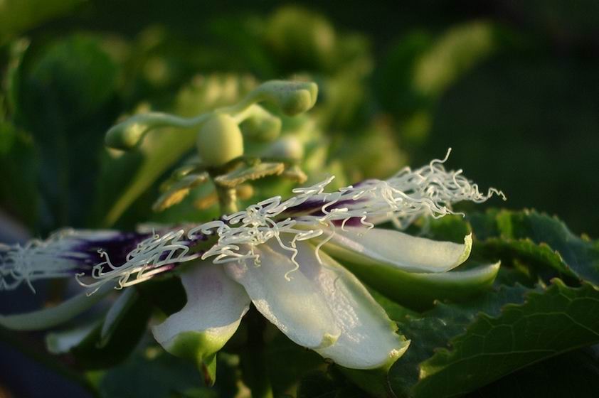 -passion fruit flower-