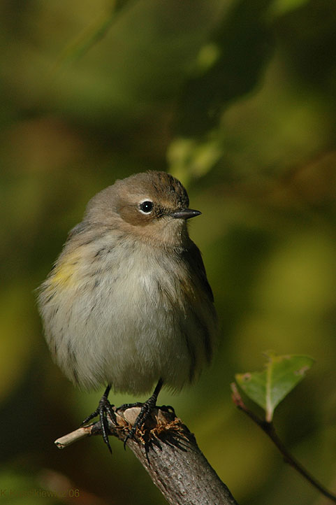 Lasowka, Yellow-rumped Warbler, Dendroica coronata