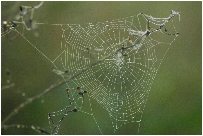 Web