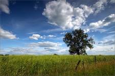 Podlaski baobab