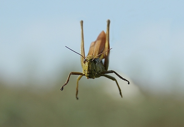 Skok (lądowanie)