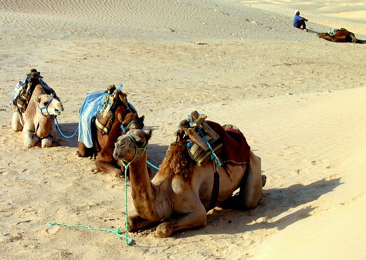 cameL relaX