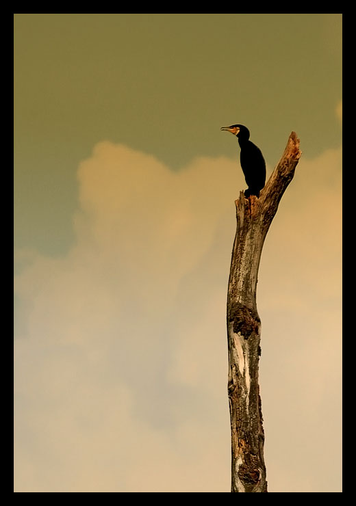 PRAWIE jak sęp ;) (Kormoran Czarny)