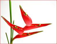 Heliconia