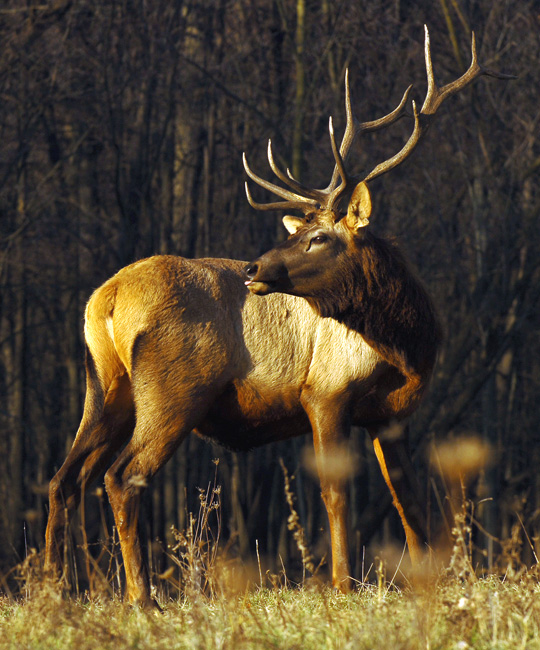 ELK