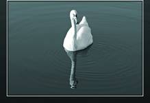 Swan