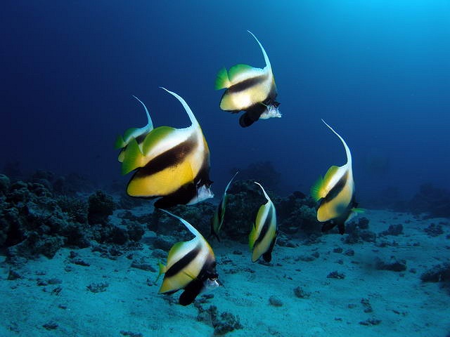 Red Sea Bannerfish