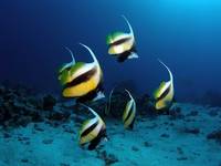 Red Sea Bannerfish