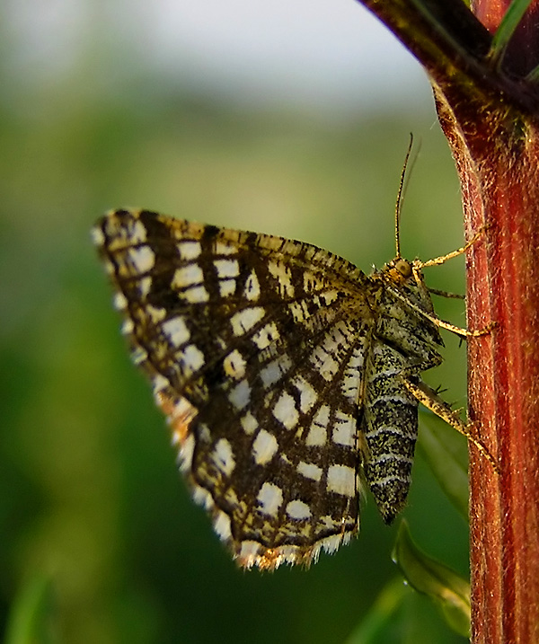 wsponienie lata c.d.