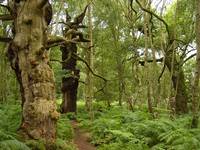 Sherwood Forest