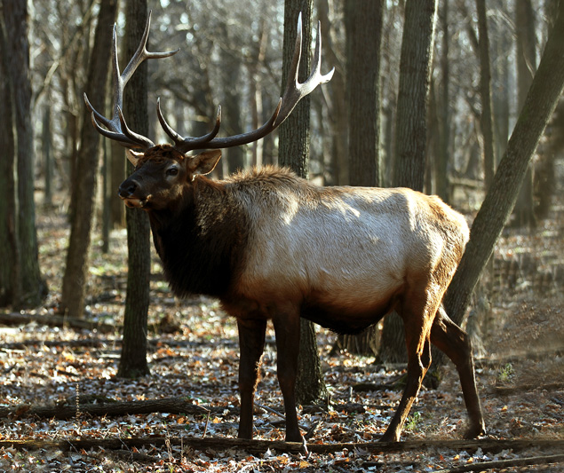 elk