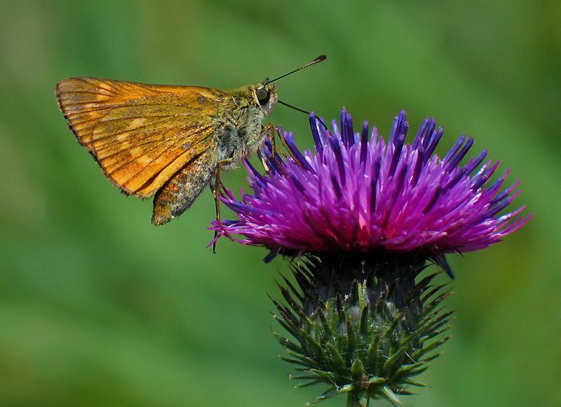 KARŁĄTEK PRZECINEK (Hesperia comma)