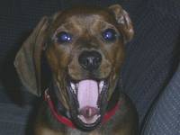 scream!!!