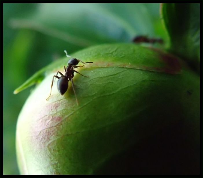 poducha