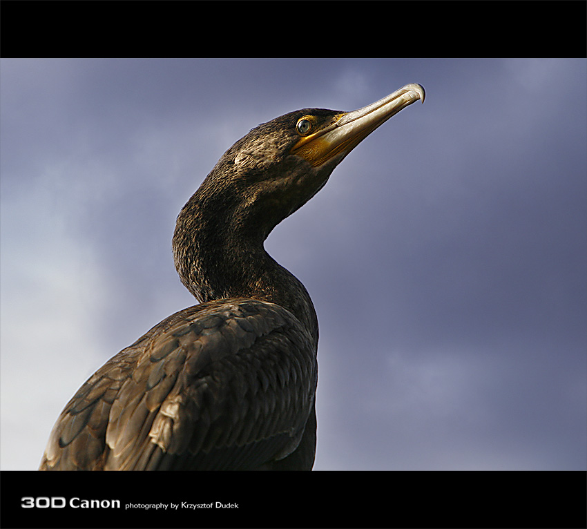 Kormoran czarny