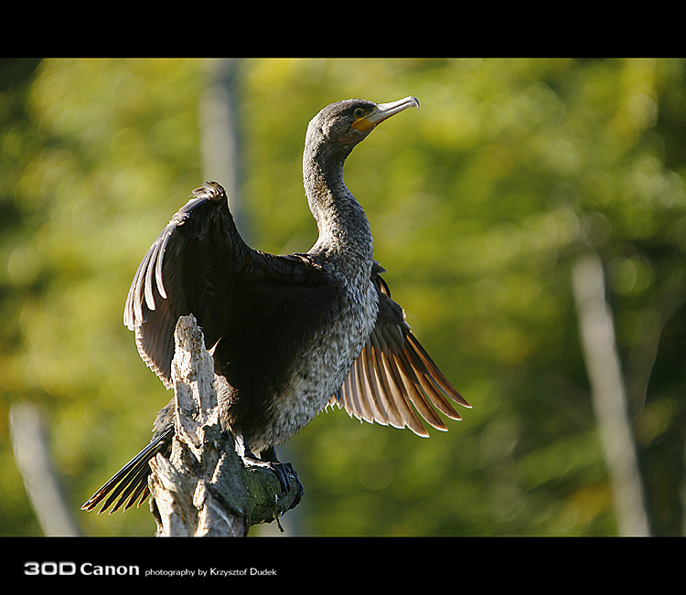 Kormoran czarny