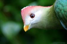 Belfast Zoo