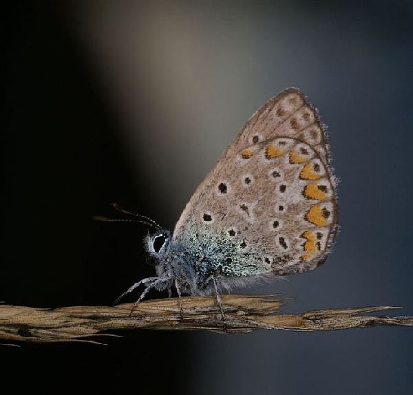 Motyl o zmierzchu