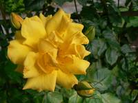 Yellow rose