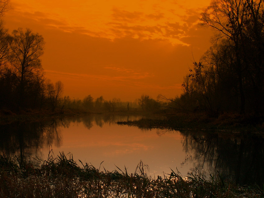 Narew